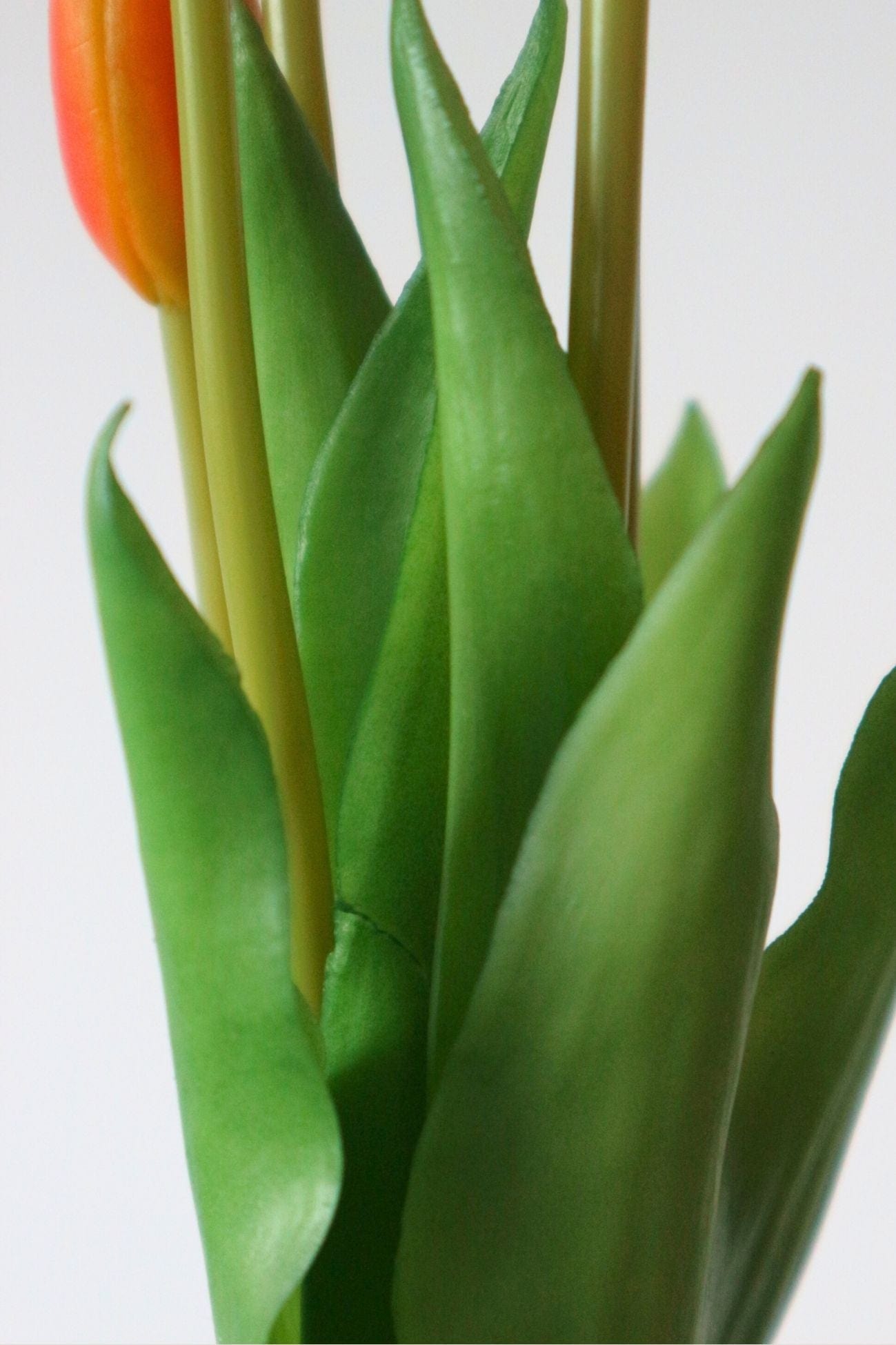 Jolipa Aletheia Aletheia - Mazzo di 5 tulipani artificiali color arancione 40 cm | Jolipa