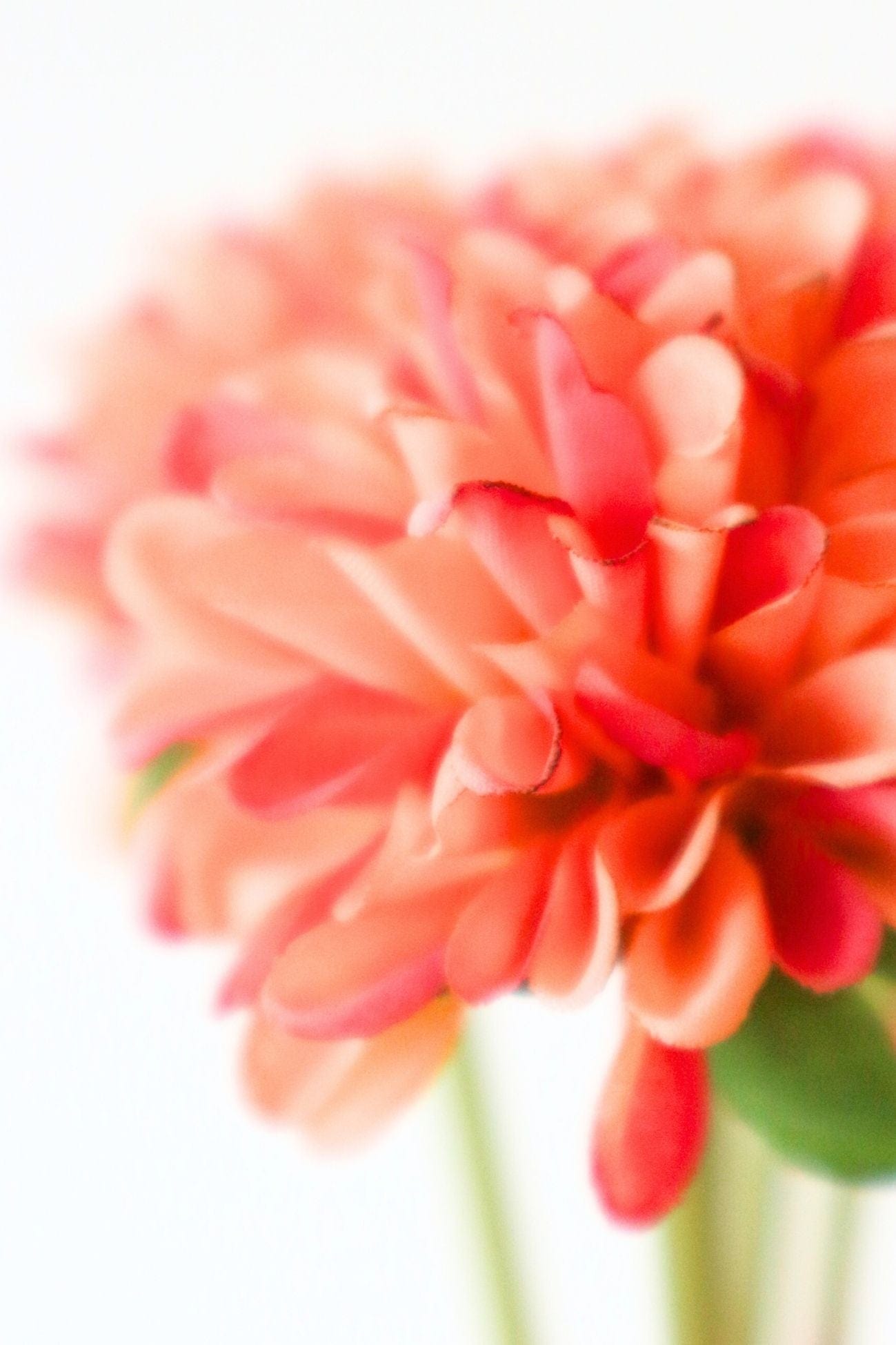 Jolipa Dahlia Dahlia - Mazzo di 7 dalie artificiali color pesca 33 cm | Jolipa