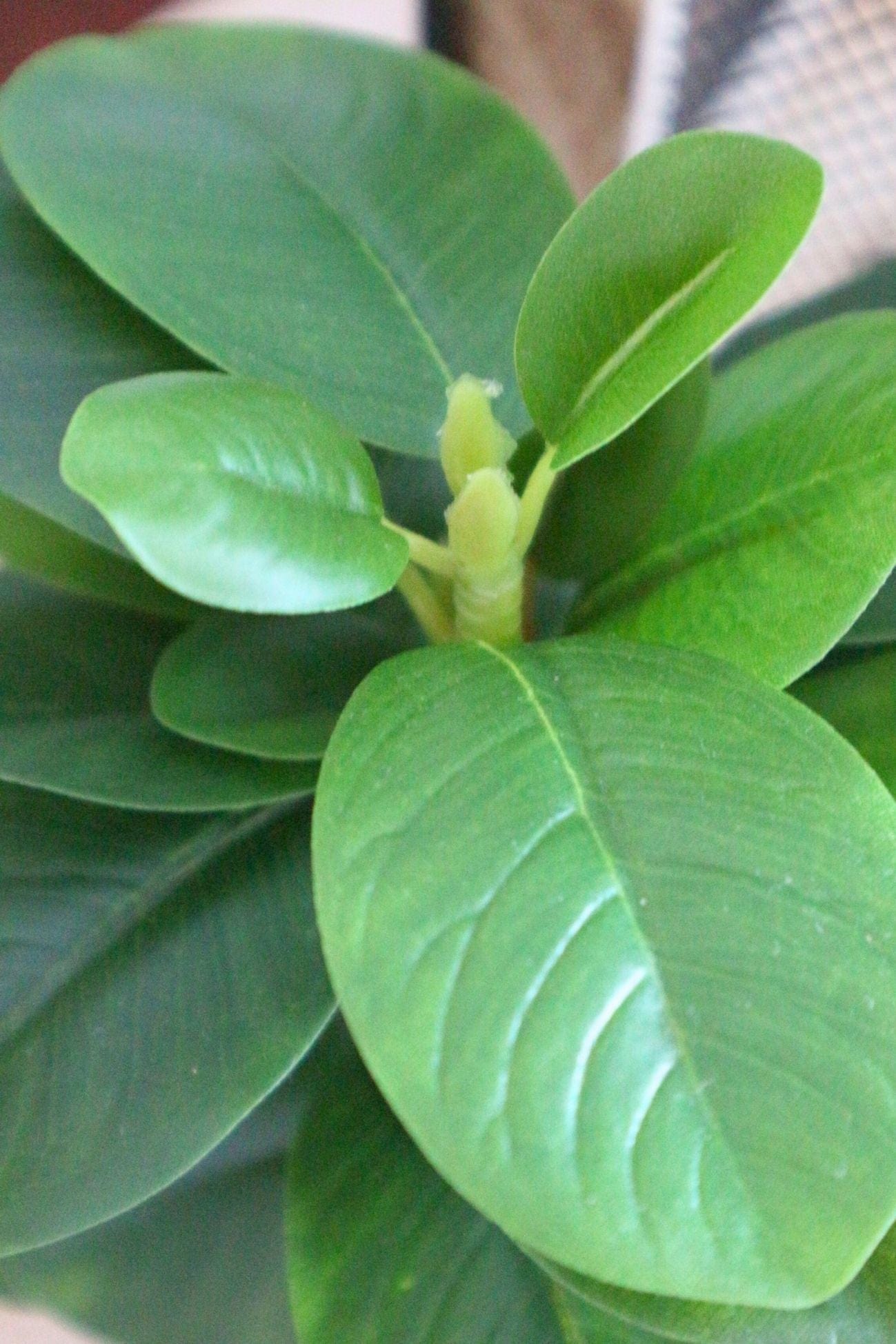 Item International Oliver Oliver - Piantina artificiale con vasetto nero in PVC | Item International